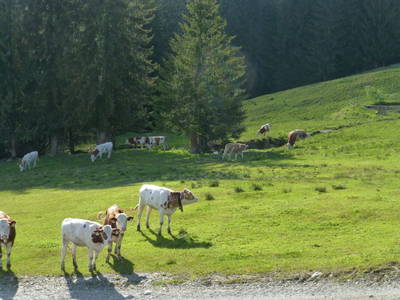 Bild 74 aus  Obersinnlehenhof