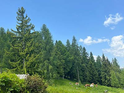 Bild 84 aus Neuwirth Hütte