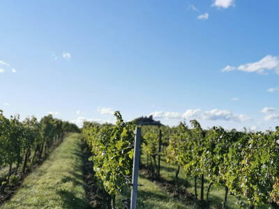 Bild 22 aus  Gästezimmer Rieder