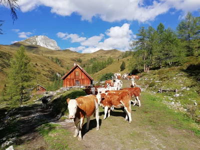 Bild 30 aus  Schwarzenbichlalm