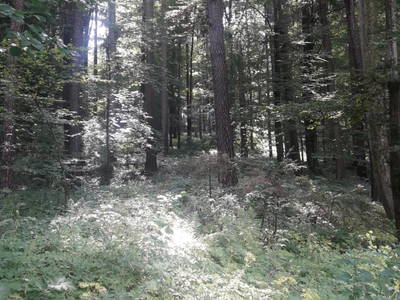 Bild 102 aus  Stroneggerhof