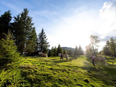 Bild 166 aus  Bischofhütten