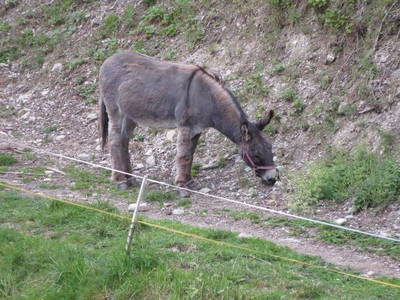 Bild 85 aus  Landhaus Dorfer - Obergollegg