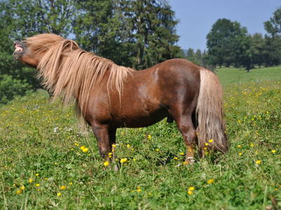 Bild 93 aus  Miniponyhof Wild