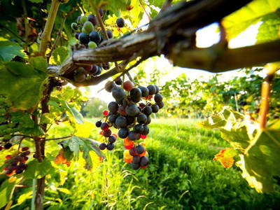 Bild 11 aus  Biohof Leutschach