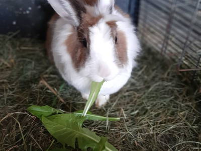 Felix genießt den frischen Löwenzahn