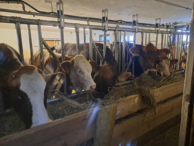 Bild 14 aus  Alpen-Bauernhaus Konzett