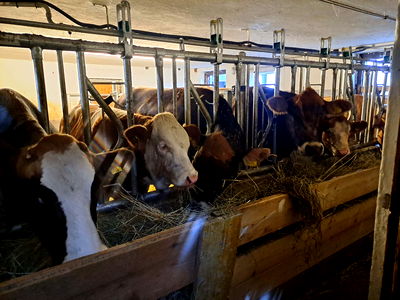 Bild 35 aus Alpen-Bauernhaus Konzett