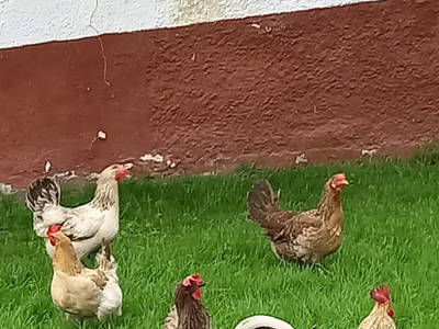 Bild 40 aus  Fötscherhof