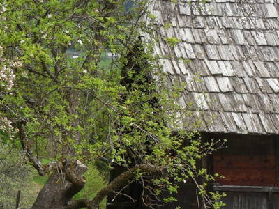 Bild 21 aus  Bachlinger