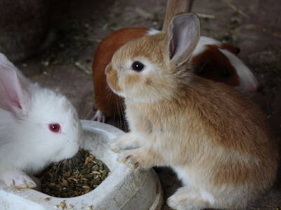 Bild 39 aus  Fenwick Farm