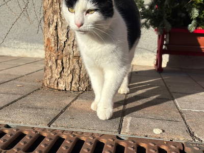 Bild 53 aus  Spitzenhof