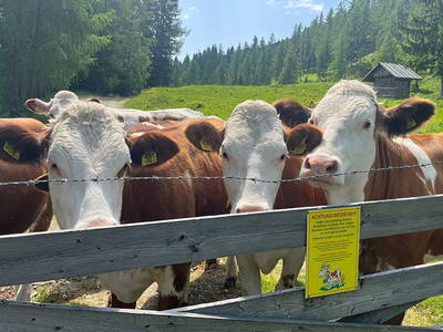 Bild 267 aus Neuwirth Hütte