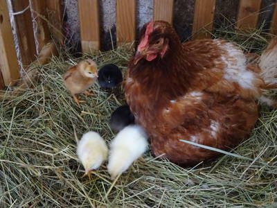 Bild 119 aus  Ermi