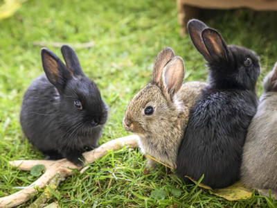 Bild 22 aus  Pointbauer