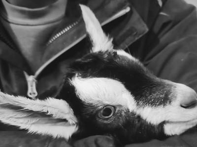 Bild 12 aus  Apartments Wiglhof