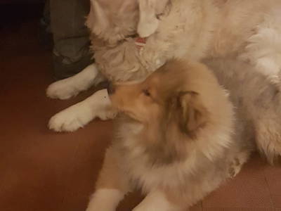 Bild 25 aus  Ferienparadies am Rennweg