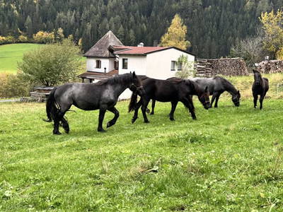 Bild 77 aus Schalkler