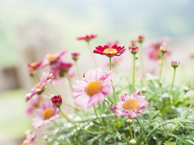 Bild 28 aus  Heinreichgut Almhütte