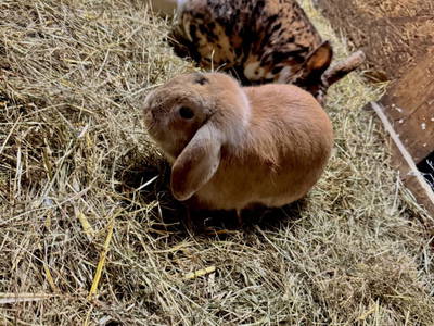 Bild 87 aus  Chalet Hochthron