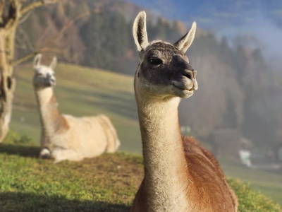 Bild 5 aus  Pfleger Ranch am Schönegg Gut