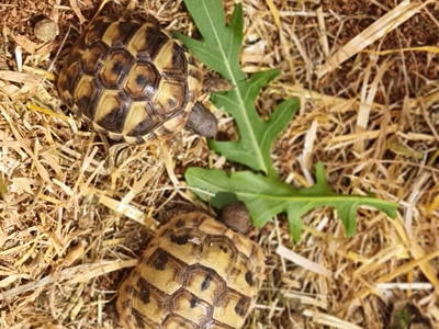 Bild 63 aus  Ferienhof Obergasser & Pension Bergblick