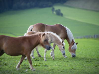 Bild 57 aus  Ferienwohnungen Ranstl