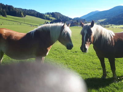 Bild 45 aus  Schwarzenbichlalm