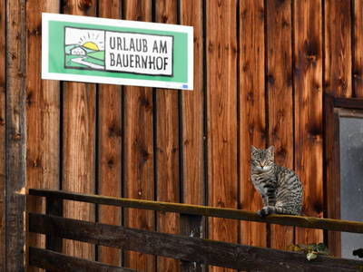 Bild 14 aus  Egglbauer