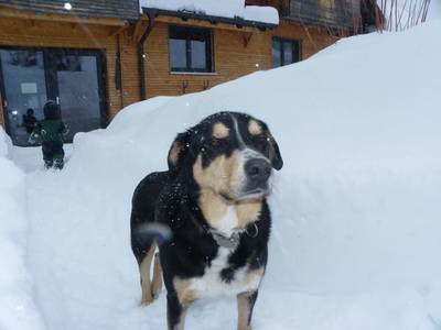 Bild 51 aus  Pferdehof Alpenrose 