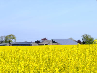 Bild 25 aus  Ferienhof Sell Bauernhofurlaub Ostsee Ponys