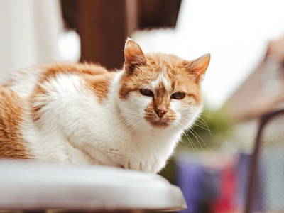 Bild 12 aus  BiolandHof Röttenbacher