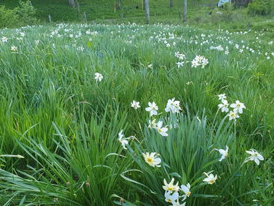 Bild 27 aus Biohof Schöttelbauer