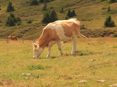 Bild 40 aus  Panorama Hof Fa. Sereinig