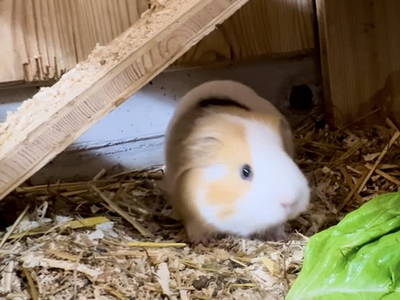 Bild 123 aus  Kinderbauernhof Albeineler Pitztal Tirol