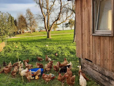 Bild 46 aus  Bauernhof Rechberger-König