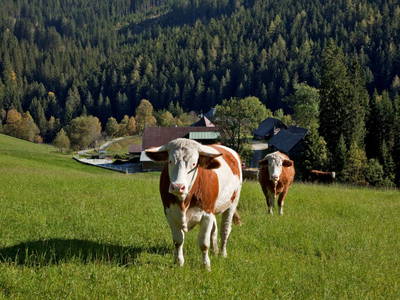 Bild 30 aus  Schmiedhofer