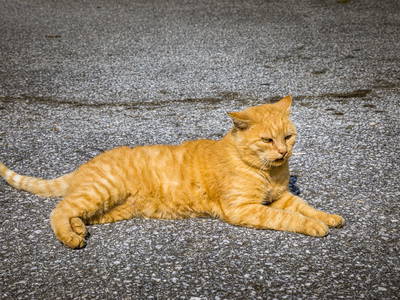 Bild 58 aus  Pfannreithof