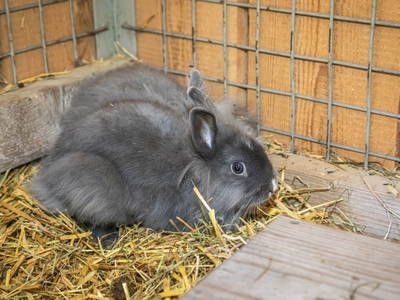 Bild 56 aus  Höllhof