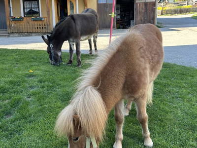Bild 126 aus  Lacknerhof in Liebenfels- Familie Klocker