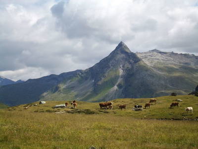 Bild 42 aus  Bio-Bauernhof Schweizerhof