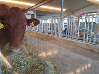 Bild 21 aus  Bio Bauernhof Öbrist