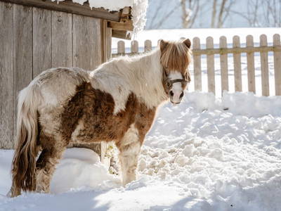 Bild 107 aus  Biobauernhof Brandlhof