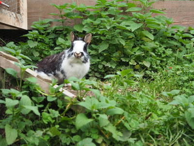 Bild 10 aus  Biohof Stockreiter vulgo Grillschmied