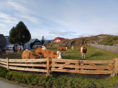 Bild 158 aus  Naturparkbauernhof - Kaiserhof