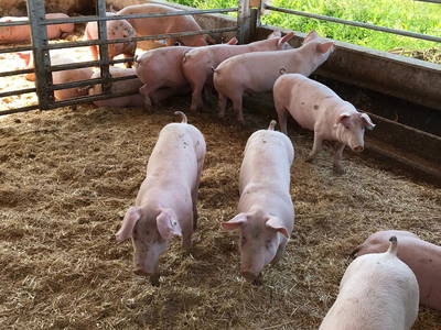 Bild 71 aus  Greischbergerhof