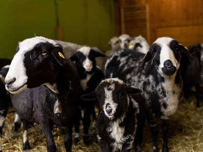 Bild 36 aus  Biohof Mathies