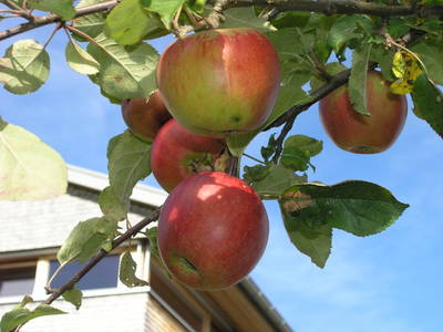 Bild 18 aus  SONNENHOF MAURER