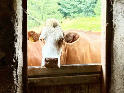 Bild 4 aus  Raineralm