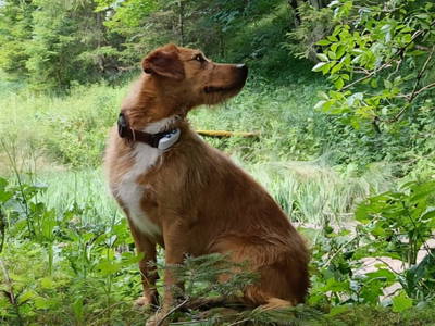 Bild 32 aus  Gsangerer